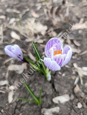 ����� �������� ������ ������ �������� � ����� ��. �.�. ���������