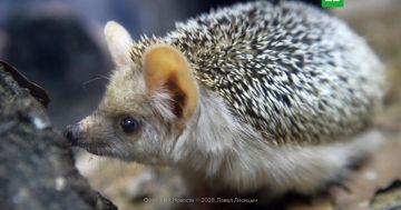 ��� �������� ��������������� ��������� ������� ����