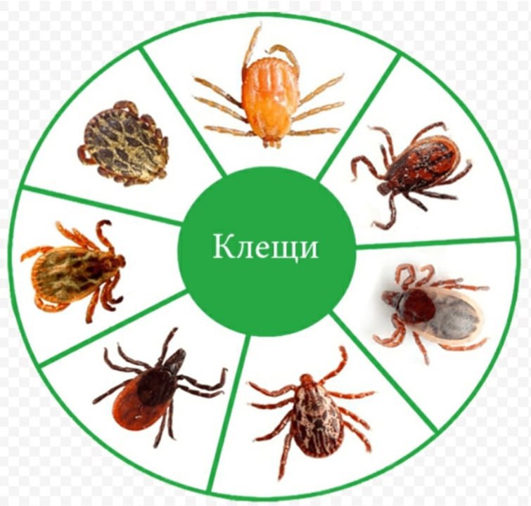 Инфекции, передающиеся клещами