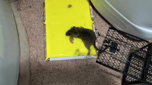 Нашествие крыс началось в Донецке