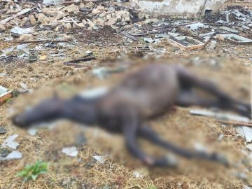 14 ������� ������� ����� ����� ������ ��� �� ������ ����� � �������� ����������� �������