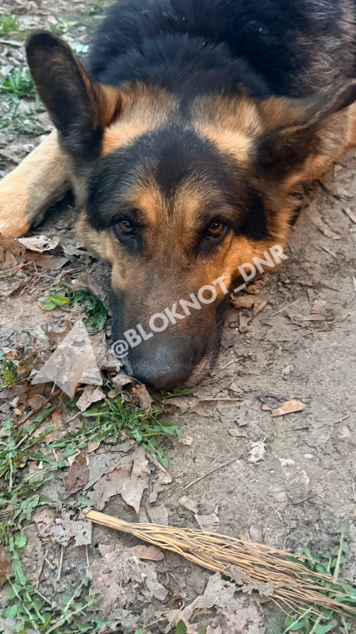 «Донецкий Хатико» потерялся в Калининском районе столицы ДНР: хозяева, вы где?