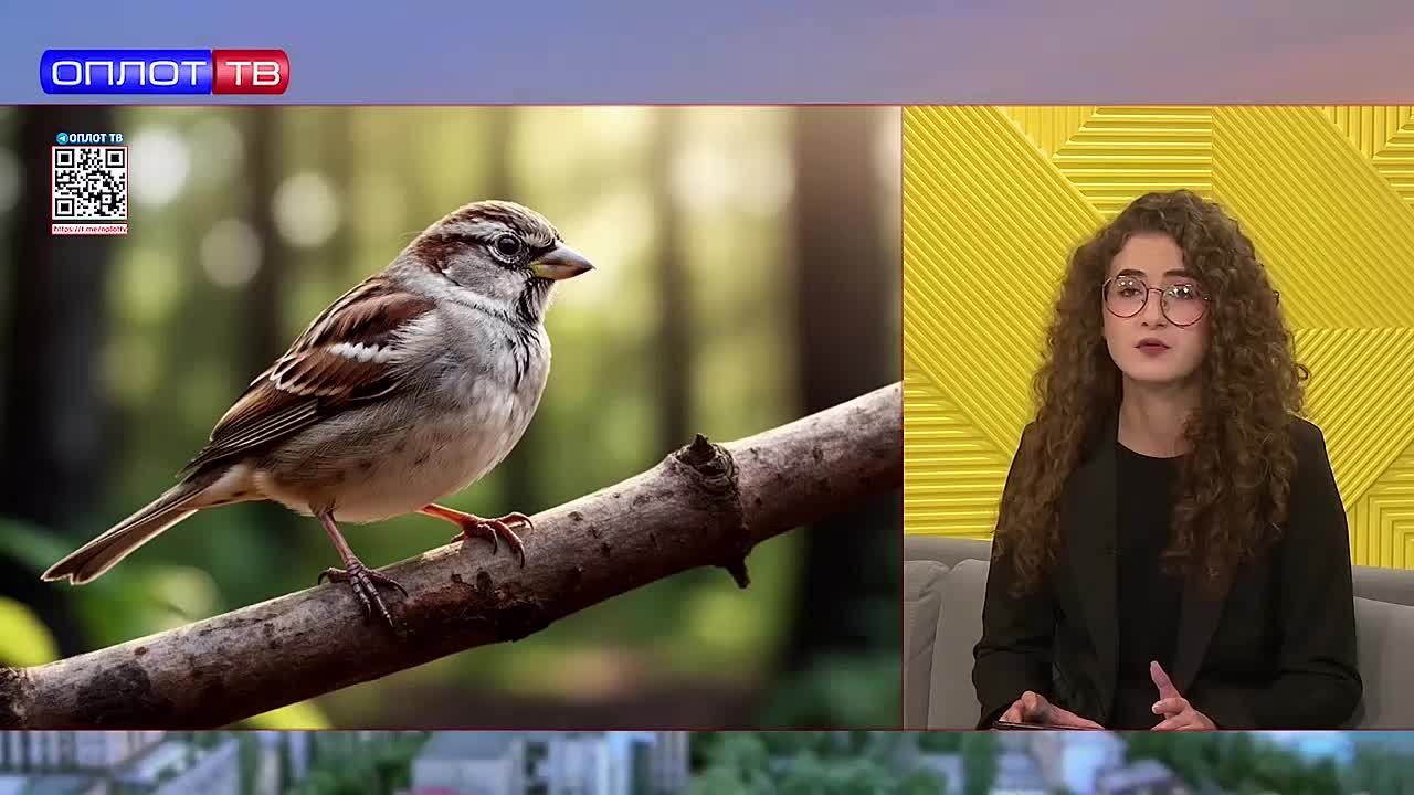Биолог Юлия Маевская, преподаватель кафедры зоологии и экологии биофакультета ДонГУ, рассказала о тревожном исчезновении двух видов птиц в ДНР