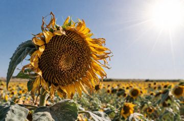 Подсолнечнику в ДНР угрожают тля, огневка и опасные болезни