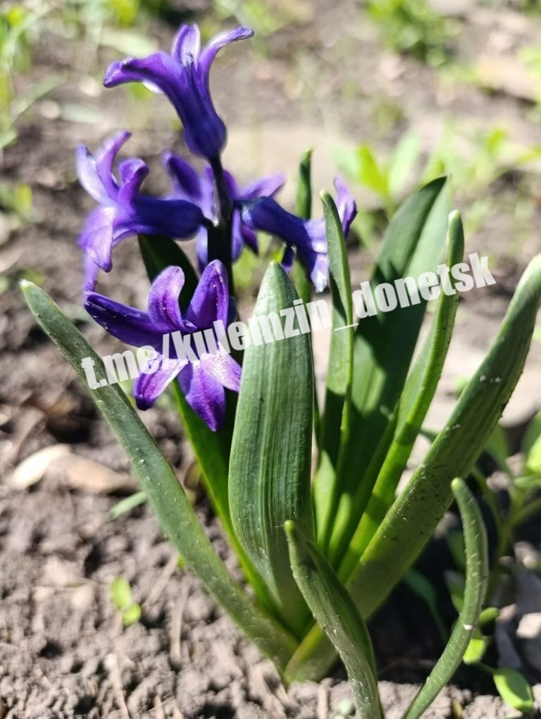 Апрель — время, когда природа просыпается, а любимый Дончанами парк им. А.С. Щербакова превращается в настоящий цветущий сад!