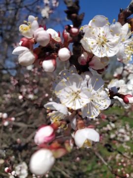 7 апреля в Донецке:. облачно с прояснениями, ночью кратковременный дождь, днем без существенных осадков
