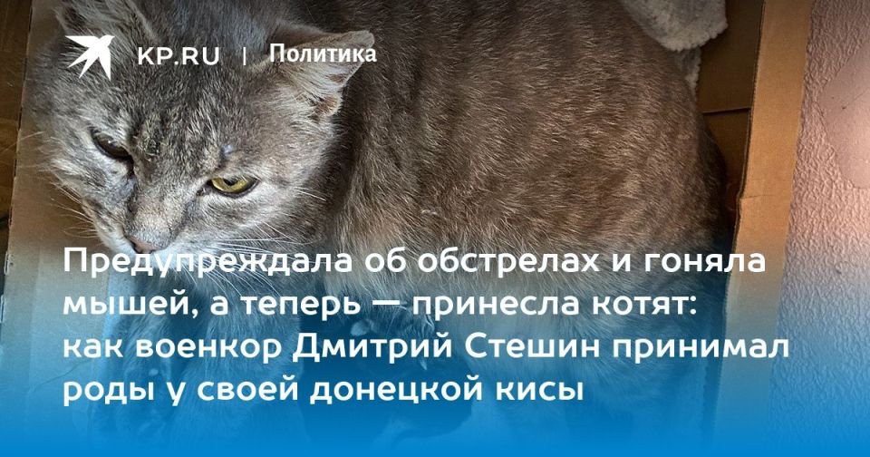 ������� ������: �������� ����������� ������ ���� ���� �������� ���� � �������������-������������ �����