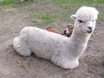 � ������������� �������� ���������� �������