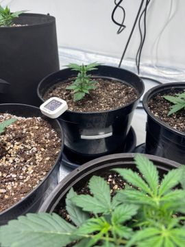 ����������� �������� ���������� ��������������� ��������������� ��������