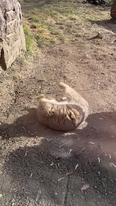 Манул Тимофей радуется прекрасной погоде