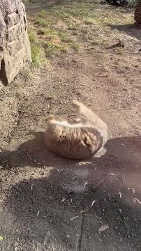 ����� ������� �������� ���������� ������