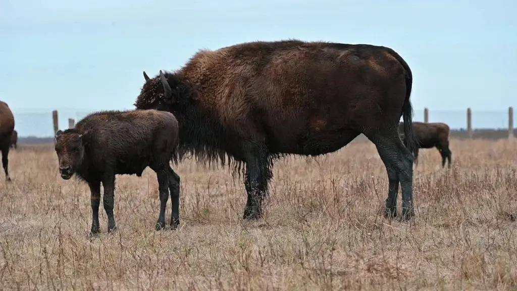 «Беглецы» вернулись в стадо: Американские бизоны, которые выходили на автодорогу в ДНР, вернулись к сородичам