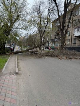 На улице Щорса упало дерево и перекрыло проезд