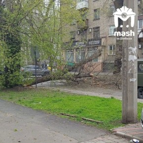 Аварийные деревья не вынесли испытания непогодой и массово попадали в Донецке