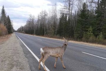 ������ ����� �������� �� ������� ����������: ���������� ��� ��������� ��������� � ������������