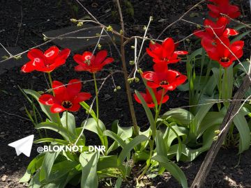 В Донецке распустились тюльпаны