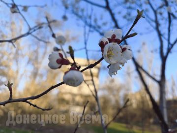 Поможет задымление: в Россельхозцентре рассказали, как защитить абрикосовые деревья от холодов