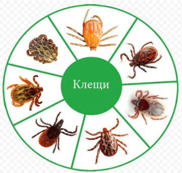 ��������, ������������ �������