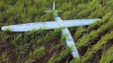 ������ ������������ ������� ���� �Hornet� ����� �� ������ � �����������