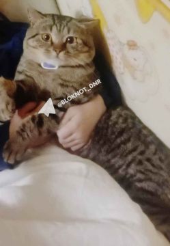 �������� ��������: ������������ ������ ����-��������� �� ��������