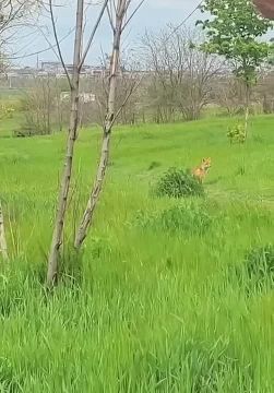 ������ ����������, ������ ���� ����� � ����� � ���������