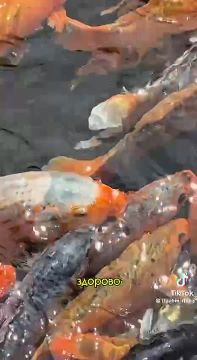 ����� ������� ����� �� ����������