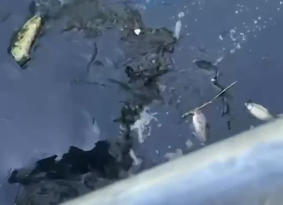 По факту массового мора рыбы в реке Кальмиус и гибели дельфинов в Азовском море проводятся проверки