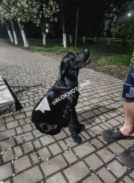 В Пролетарском районе Донецка найден черный щенок лабрадора