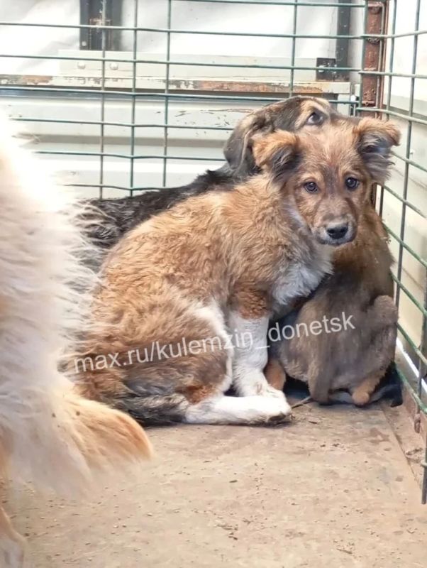 Предприятие «Животные в городе» продолжает свою работу: отлов, лечение и поиск дома для бездомных питомцев
