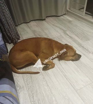 На Набережной в Донецке найден милый пес-потеряшка: хозяина просят откликнуться