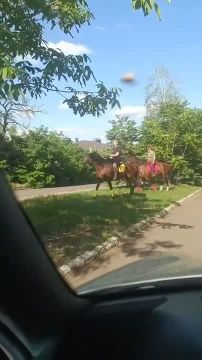 Макеевка на богатом. Сколько стоит аренда лошади, кто знает?