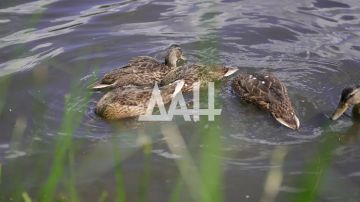 Утиный патруль в Донецке. Вчера мы сообщали о благоустройстве берегов