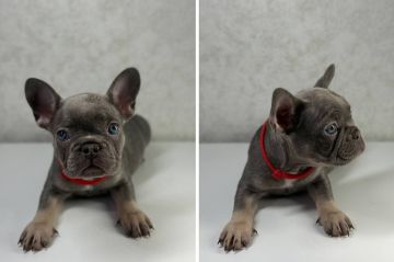 � ���� ��� ��� ������� ������������ ��������