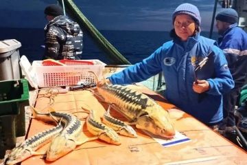 Осетр в Азовском море стал стройнее
