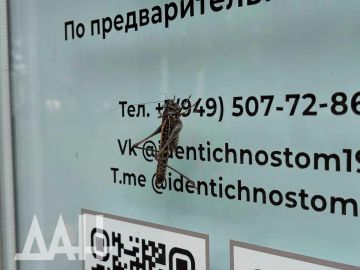 Огромные кузнечики ещё больше выросли в Донецке