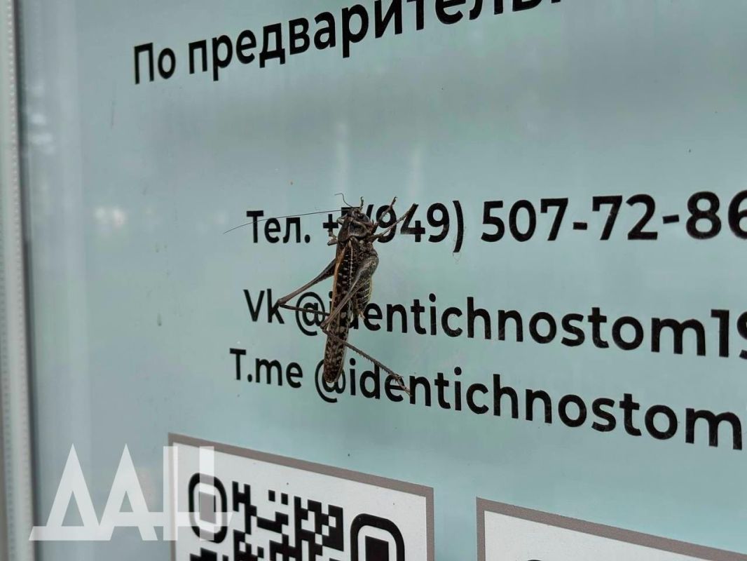 Огромные кузнечики ещё больше выросли в Донецке