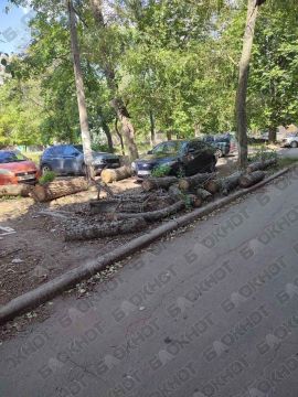 В Буденновском районе Донецка коммунальщики спилили деревья, да так их и бросили