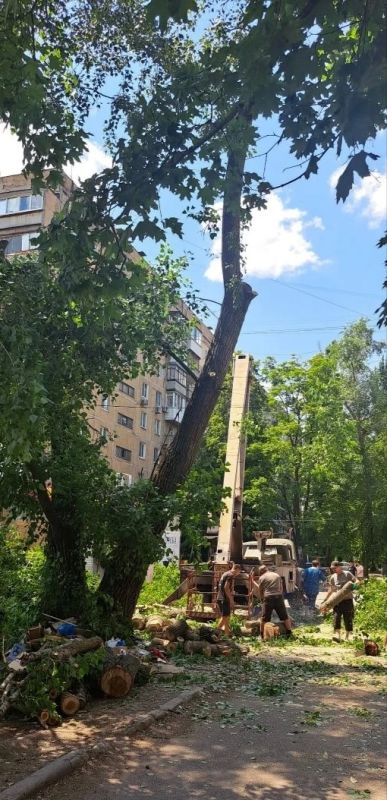 Елена Рязанцева: Сегодня ведутся работы по обрезке аварийного дерева по ул. Раздольная, 6