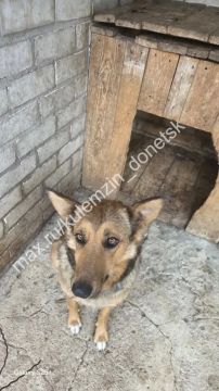 Специалисты муниципального предприятия «Животные в городе» продолжают свою ежедневную работу: отлавливают бездомных животных, оказывают им необходимую ветеринарную помощь и помогают найти любящих хозяев