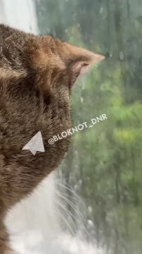 Пока донецкие котики наблюдают за ливнем из окна, жителям предстоит добраться сухими до работы