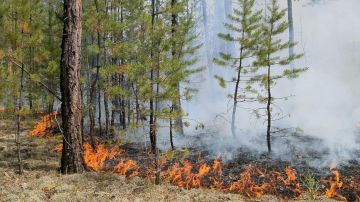 Минприроды ДНР призывает жителей беречь лес от огня