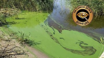 Вода в водоёмах Донбасса зацвела
