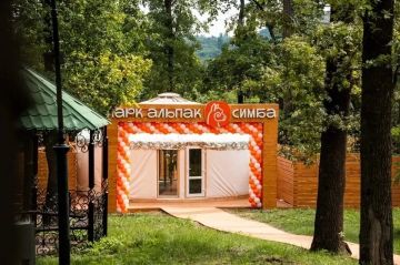 В Донецке поселились альпаки: уникальный парк для семейного отдыха открыли в столице ДНР