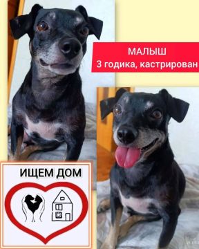 Малыш ищет новый дом. После смерти хозяйки 3-летний пёс остался один