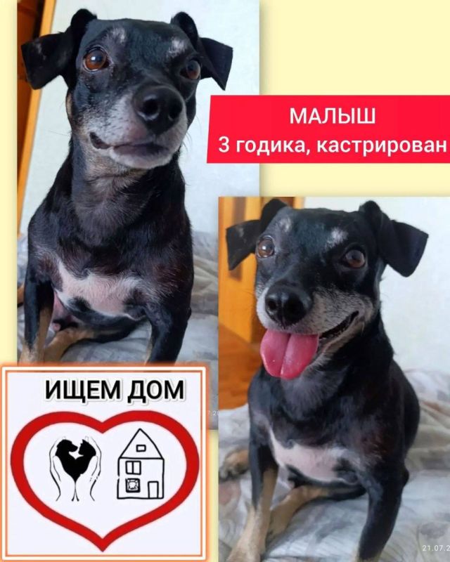 Малыш ищет новый дом. После смерти хозяйки 3-летний пёс остался один