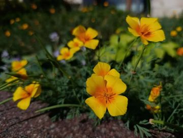 28 ���� � �������:. ���������� ����������, ��� ������������ �������