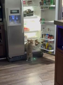 ����, ���������� � ��������� � ���� �