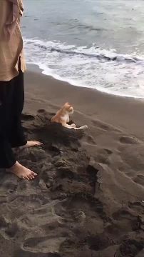 ���������� ������� ����� �� ������, � ������������ �������