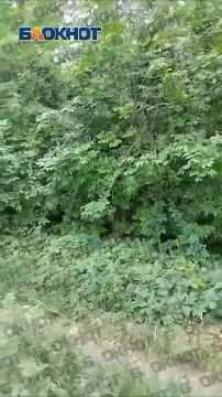Заросли на Бирюзова не косят из-за минной опасности: на участке нашли 43 взрывоопасных предмета