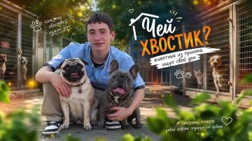 Из приюта — на диван. Кто готов стать вашим лучшим другом?